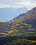 New Growth Color- Fall on Derby Mesa